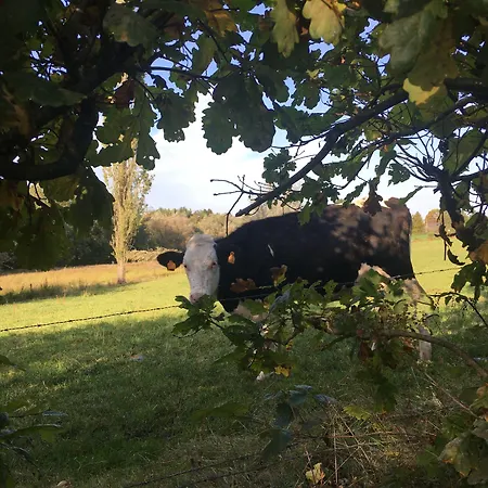 ホテル Hotel-restaurant Zum Onkel Jonathan 3*